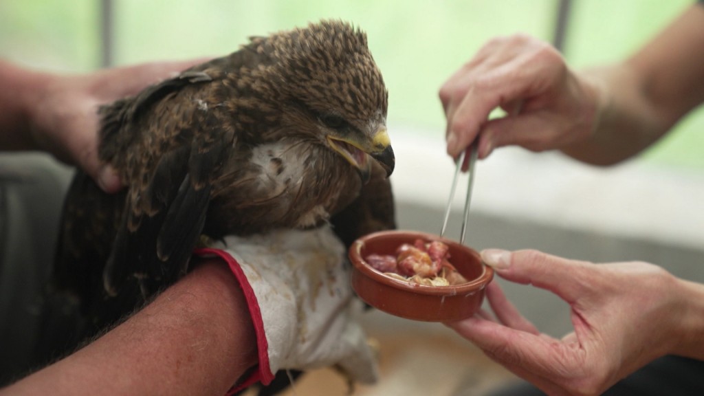 Foto: Fütterung eines Wildvogels