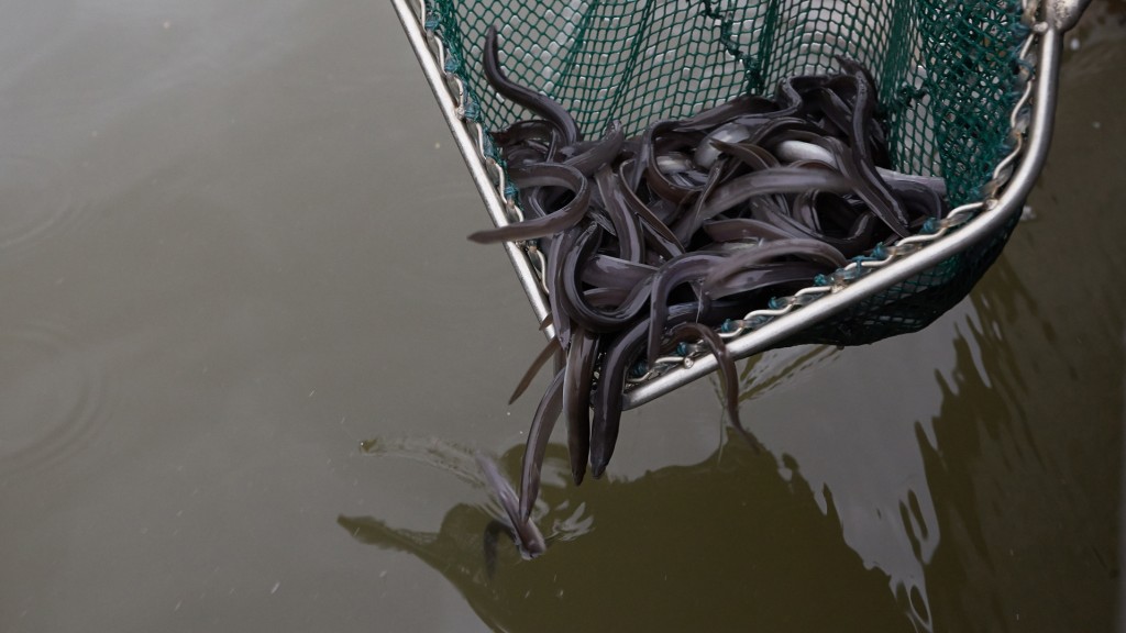 Aale werden aus einem Netz ins Wasser gegeben