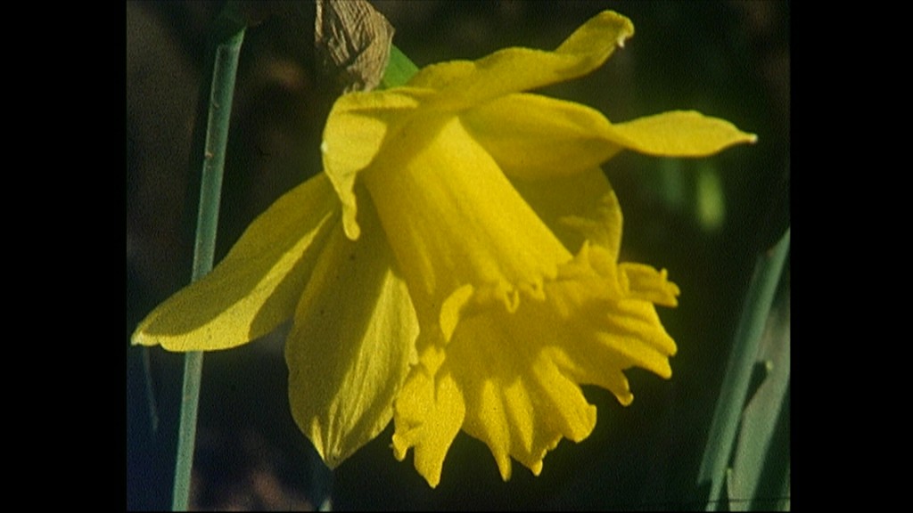 Foto: Gelbe Narzisse