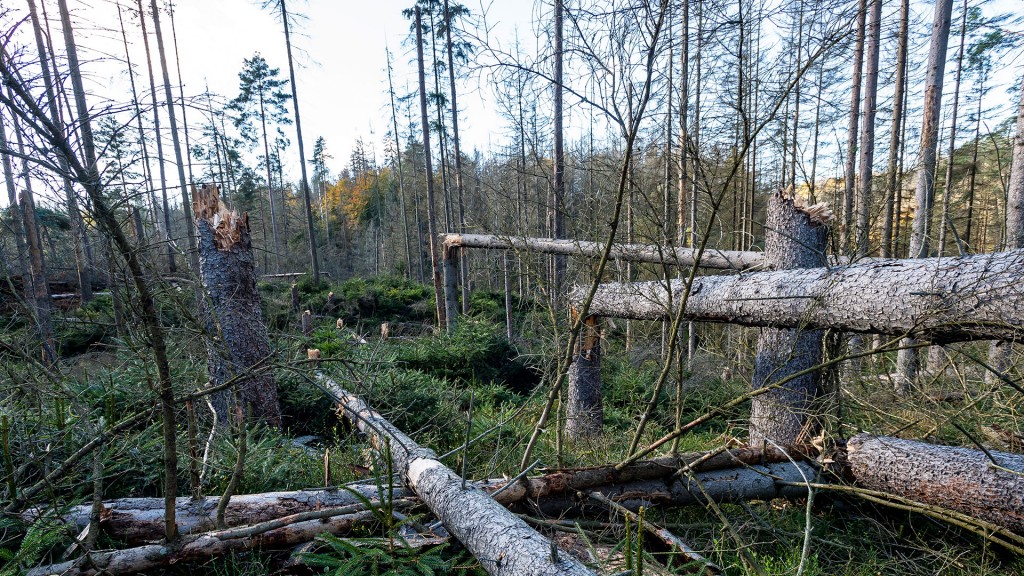 Umgestürzte Bäume, die vom Borkenkäfer befallen sind, liegen in einem kahlen Waldgebiet