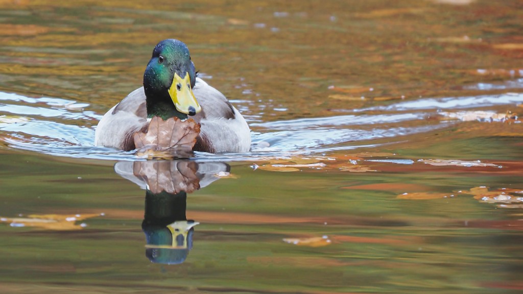 Eine Ente schwimmt auf einem Weiher.