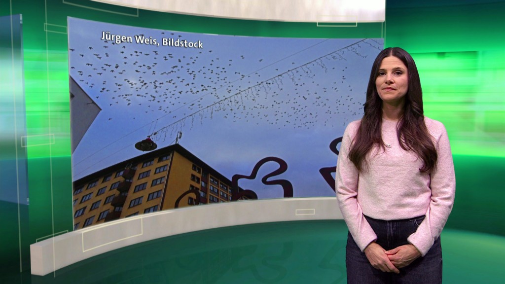 Foto: Jessi Ziegler im Studio