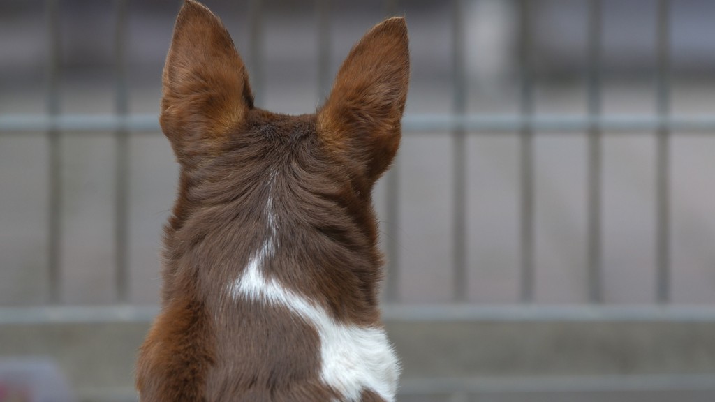 Foto: Ein Hund steht am Gitter in einem Tierheim.