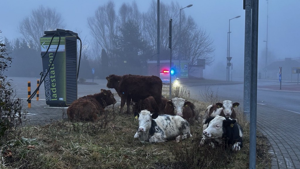 Wollten die Kühe aus Einöd ins Zweibrücker Kino?