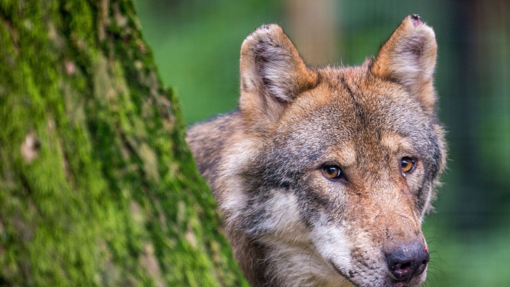 Foto: Ein Wolf schaut abwartend hinter einem Baum hervor.