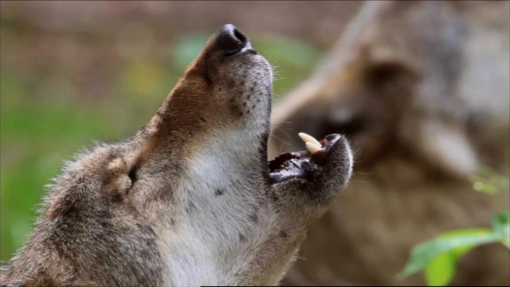 Foto: Ein Wolf heult