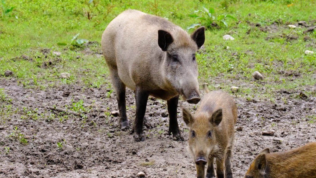 Foto: Wildschweine