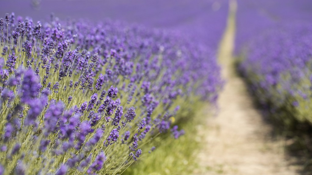 Lavendelfeld