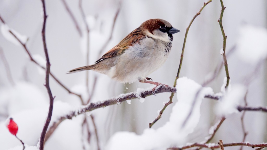 Ein Spatz sitzt im Winter auf einem verschneiten Zweig. 