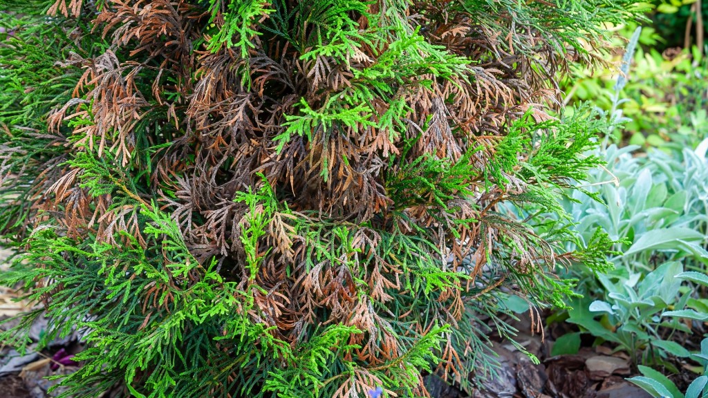 Thuja mit braunen Stellen