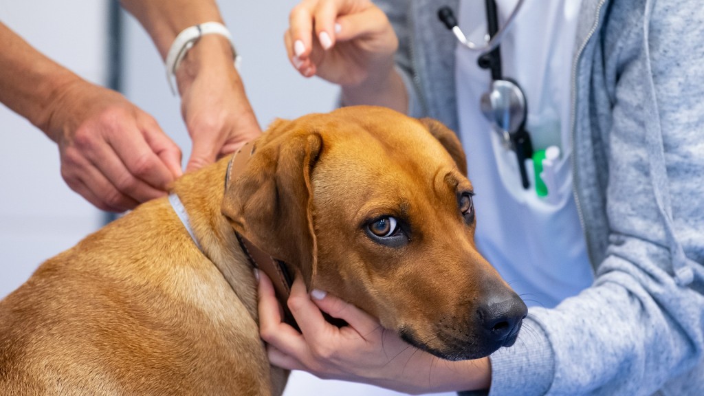 Ein Hund wird in einer Praxis von einer Tierärztin untersucht.