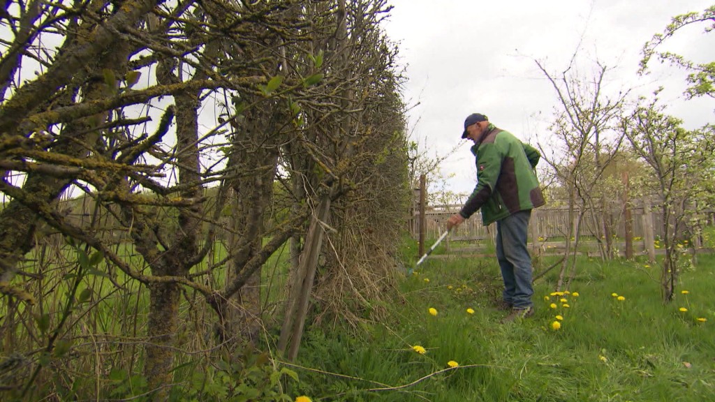 Foto: Mann schneidet Hecken