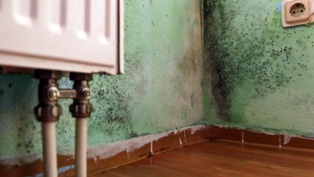 Foto: Verschimmelte Wohnungswände