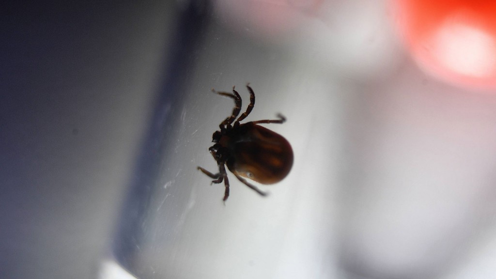 Eine Zecke in einem Glas.