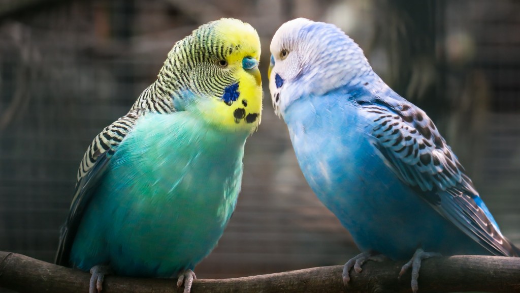 Zwei Wellensittiche sitzen sich gegenüber