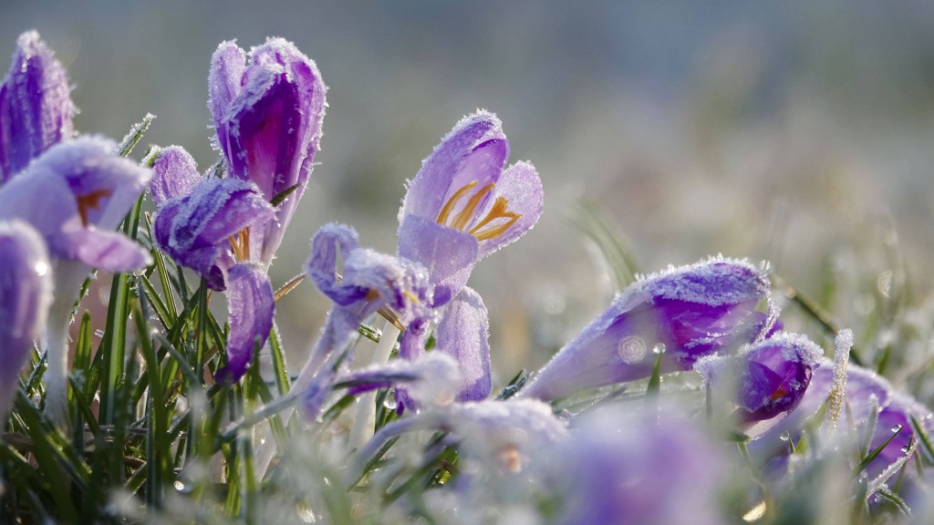 Krokusblüte mit Raureif.