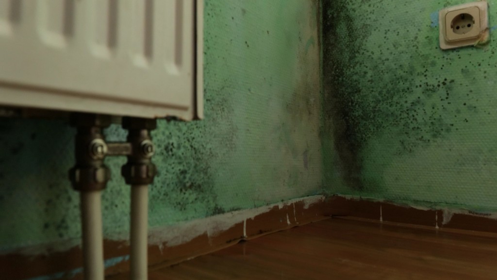 Schimmel an einer Wohnwand
