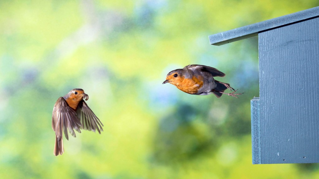 Rotkehlchen (Erithacus rubecula) fliegen vor einem Nistkasten