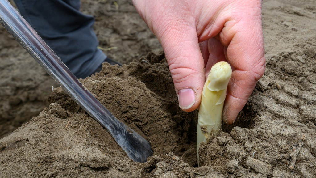 Spargelernte. Der erste Spargel wird auf einem Feld gestochen.