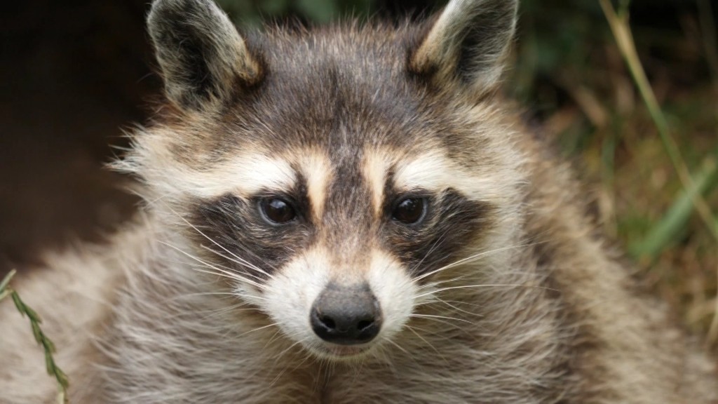 Der Waschbär ist eine invasive Art