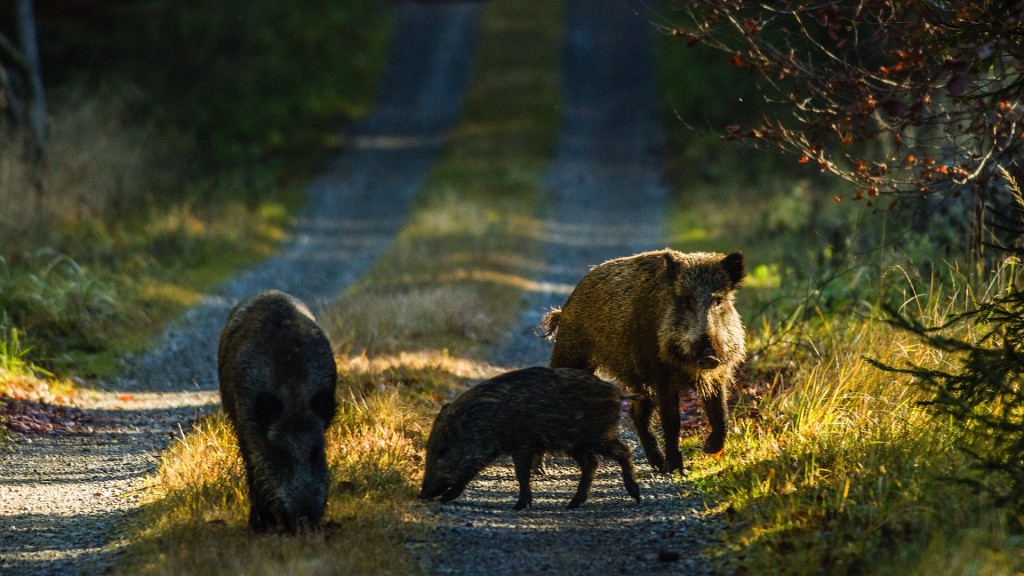 Eine Rotte Wildschweine sucht Nahrung auf einem Waldweg.