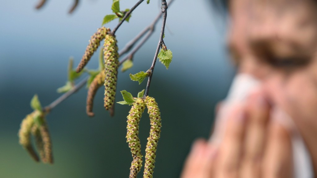 Eine Frau schneuzt  hinter einer Birkenblüte in ein Taschentuch. 