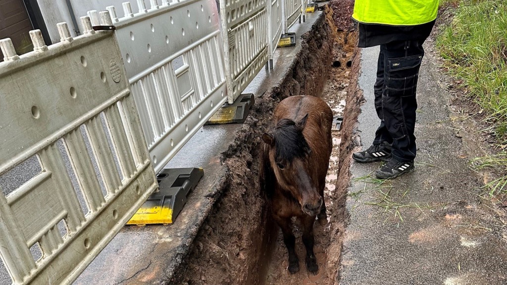 Eines der beiden Pferde in der Baugrube