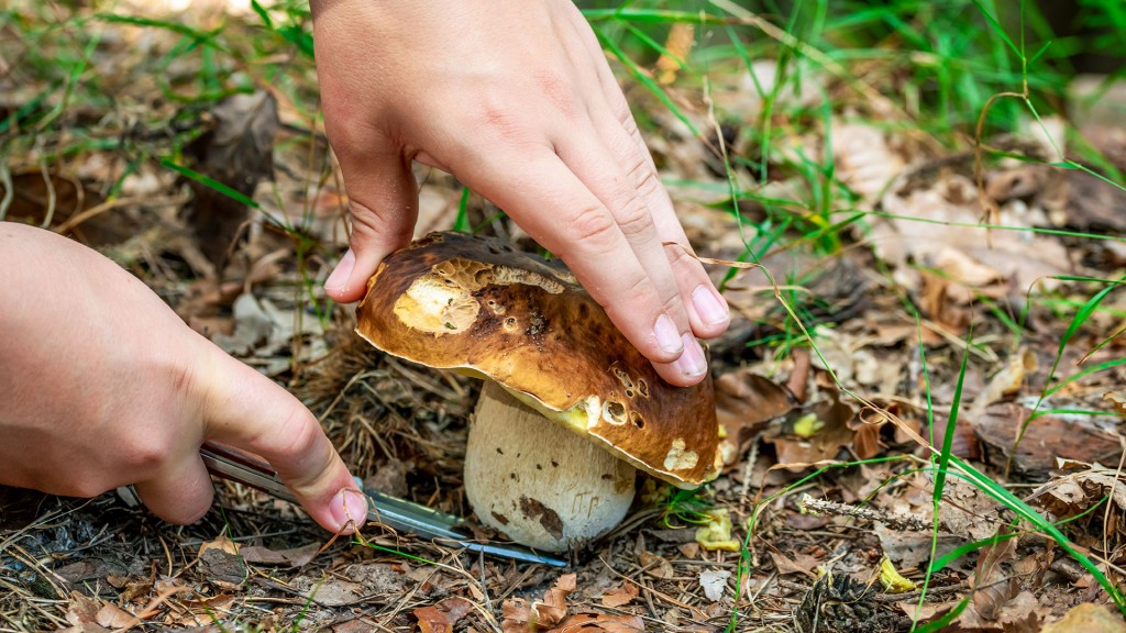 Ein Steinpilz (Boletus) wird am Waldboden vom Stamm geschnitten