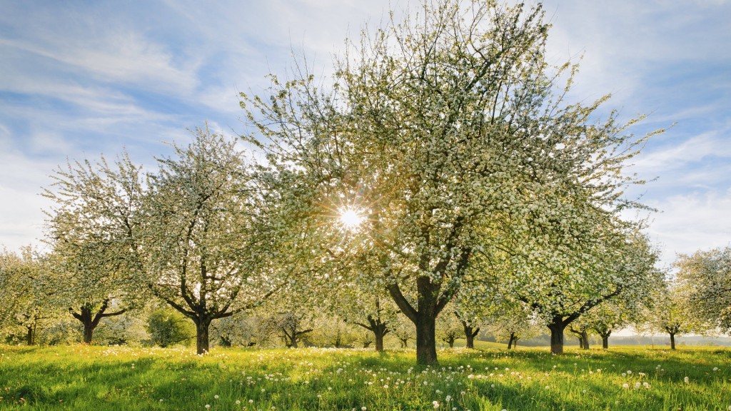 Blühende Apfelbäume auf einer Streuobstwiese