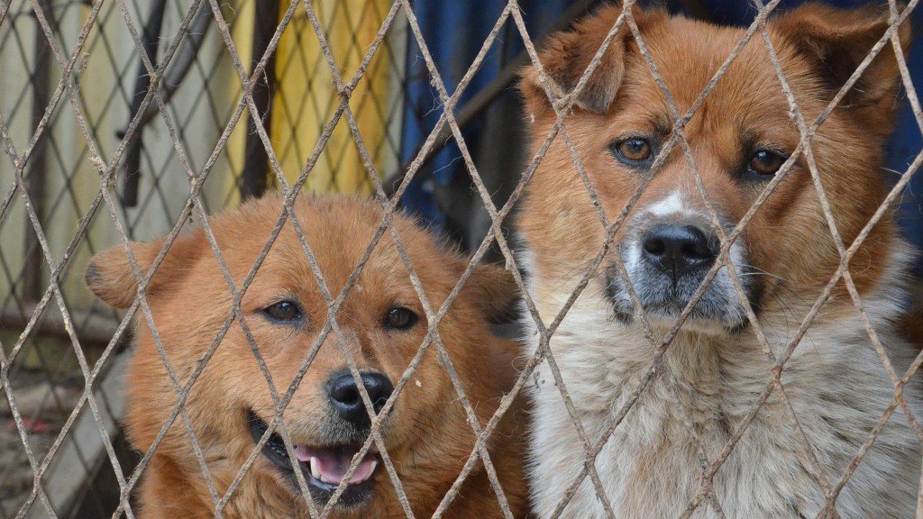 Foto: Zwei Hunde hinter Gittern