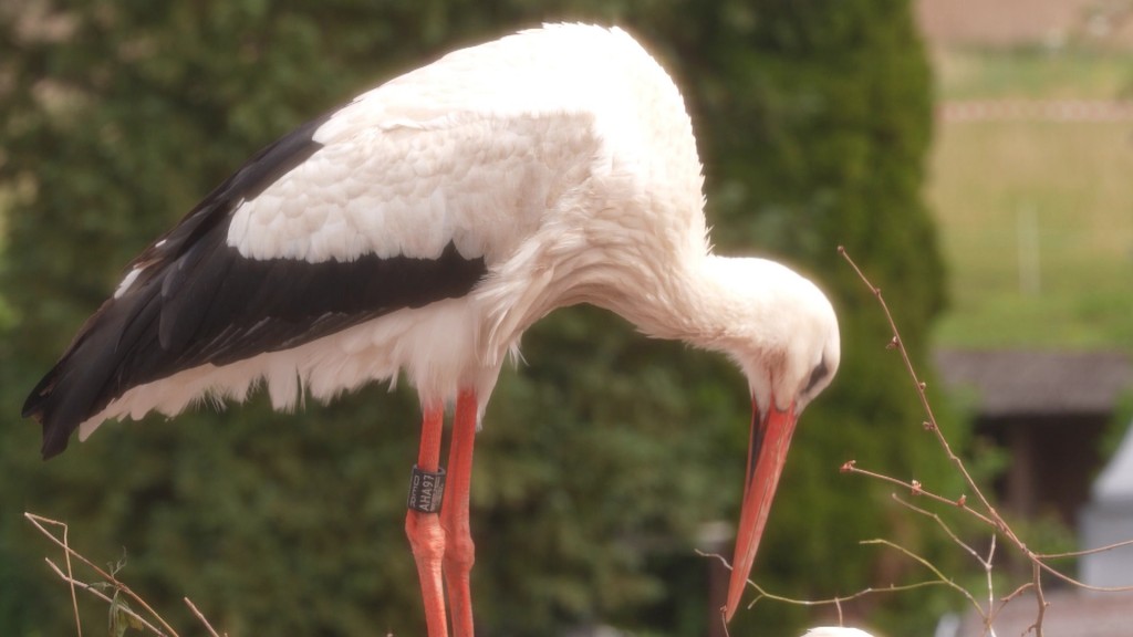 Foto: Storch