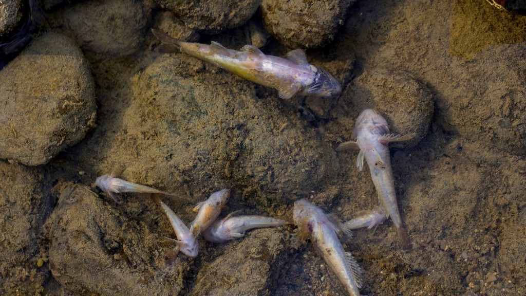 Foto: Tote Fische in einem Bachbett