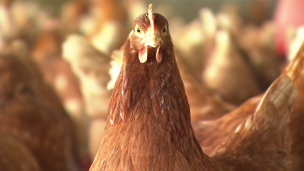 Ein Huhn in einem Stall