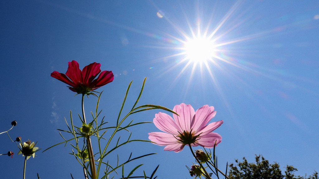Die Sonne strahlt vom blauen wolkenlosen Himmel auf Wildblumen
