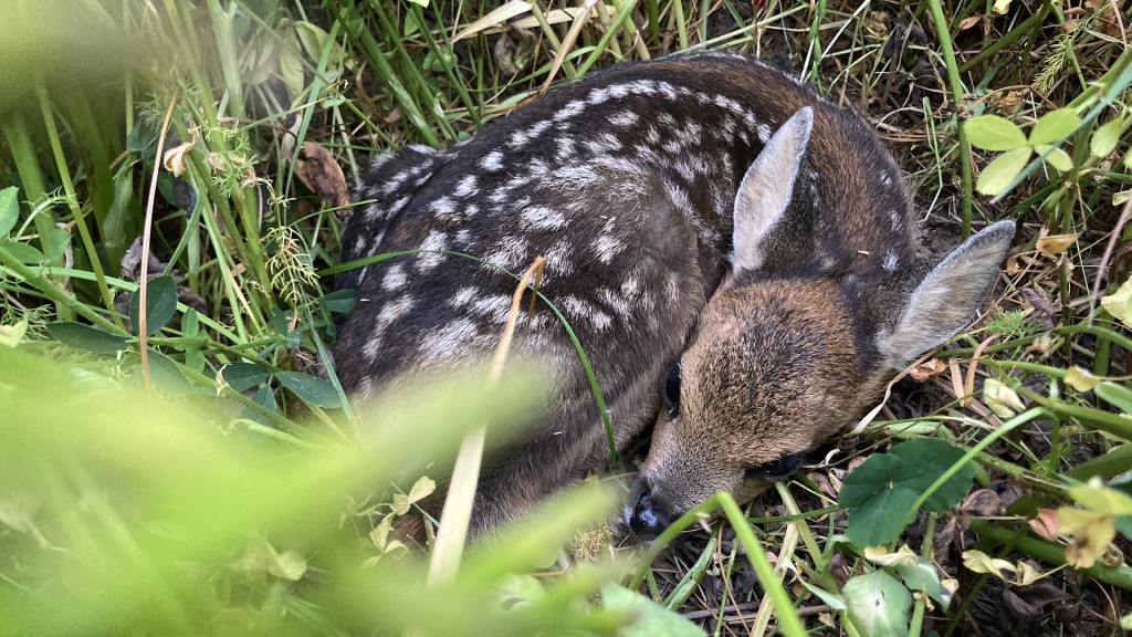 Rehkitz versteckt sich im Gras