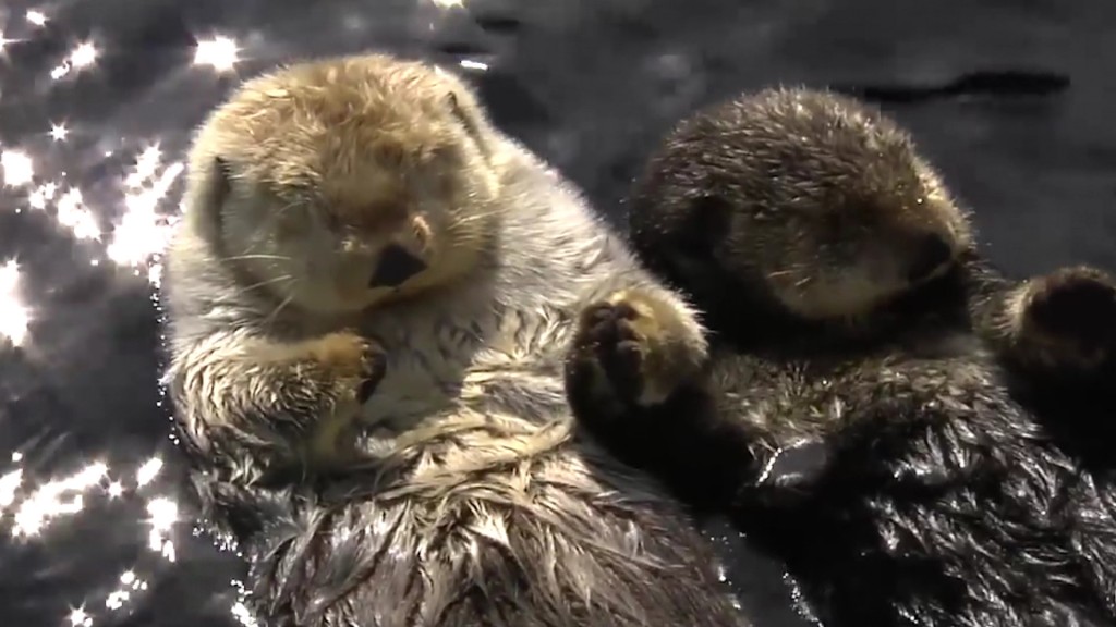 Foto: Zwei Otter im Wasser
