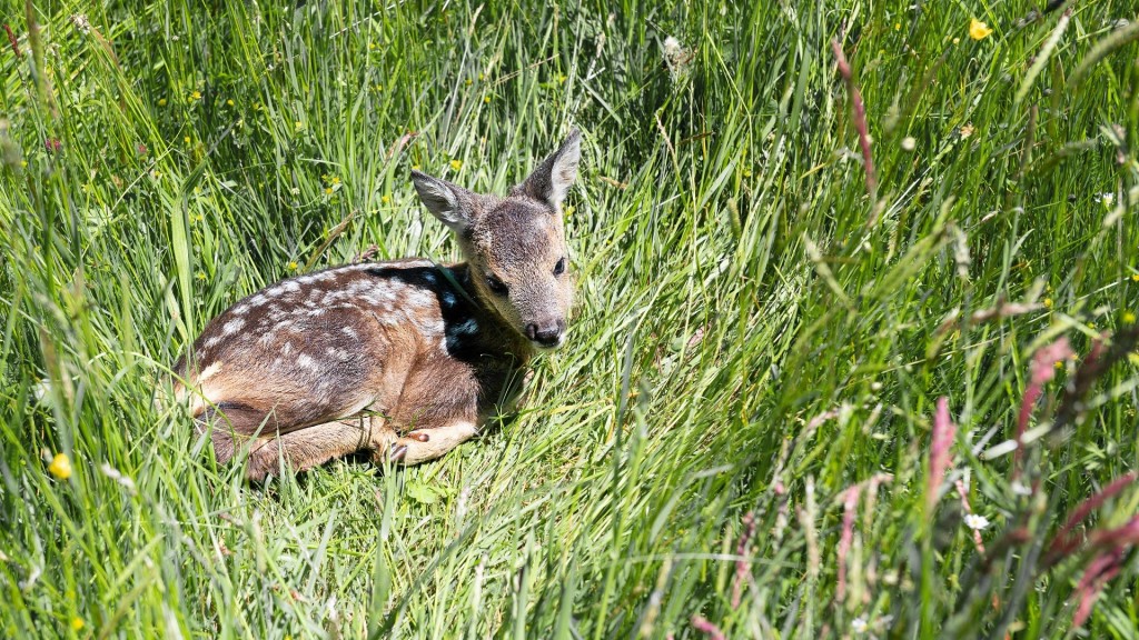Rehkitz auf einer Wiese