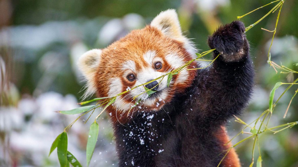 Rotpanda