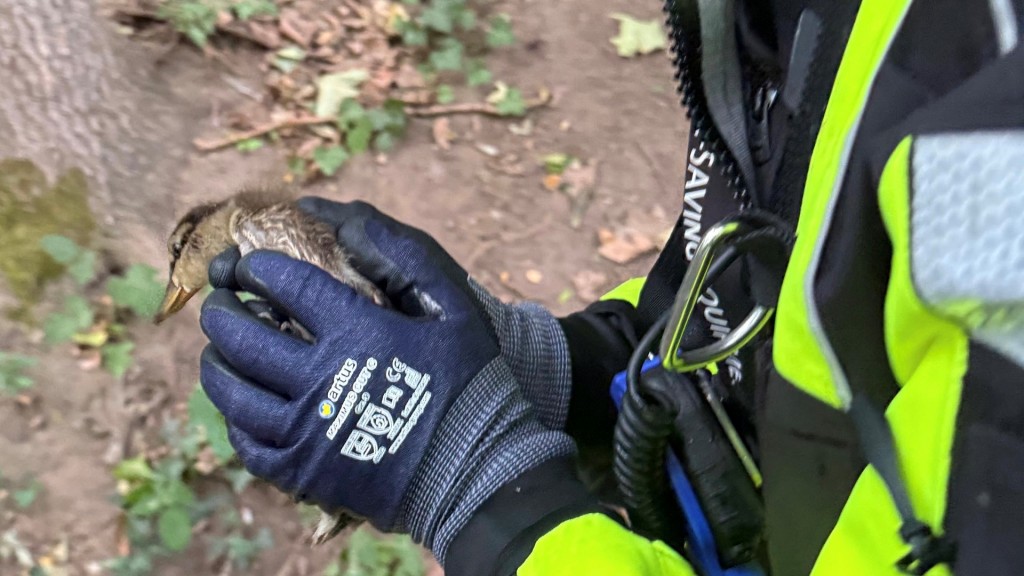 Feuerwehr Homburg rettet Entenküken aus Abflussrohr zwischen Schlossweiher und Minigolfanlage