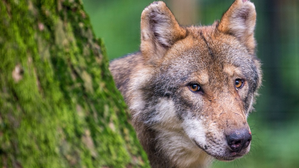 Wolfsmonitoring Team Saarland