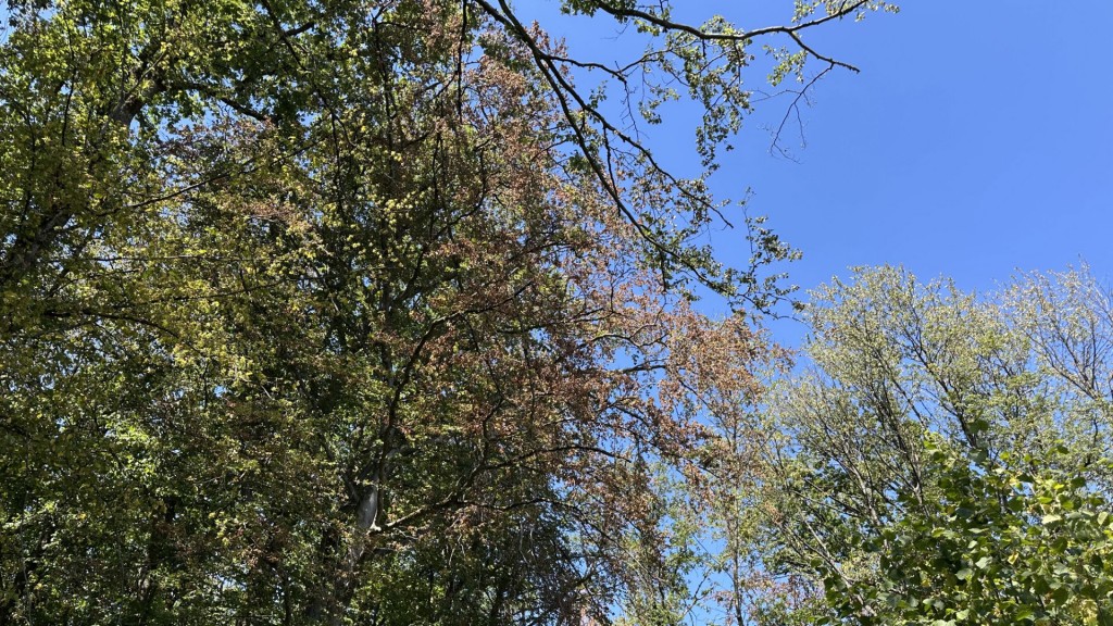 Vertrocknete Bäume im Wald zwischen St. Wendel und Leitersweiler