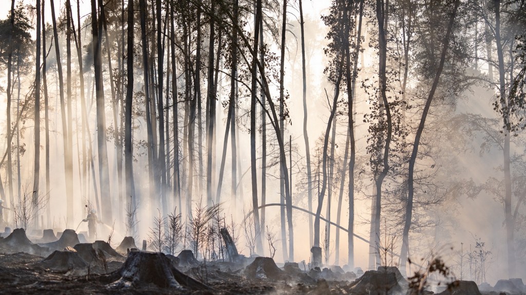 Abgebranntes Waldstück in Ottweiler