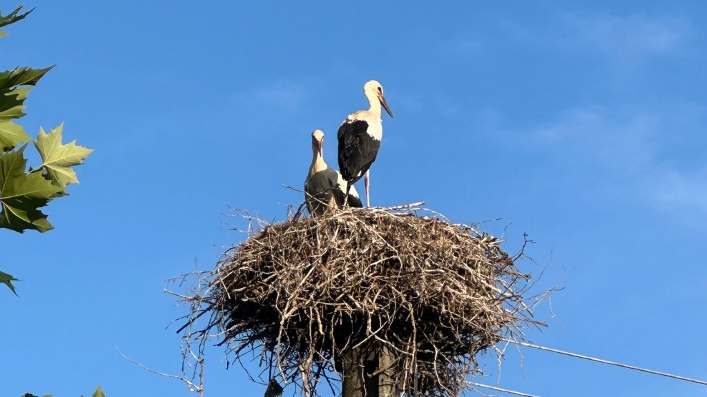 Foto: Störche in einem Nest in Niederlinxweiler