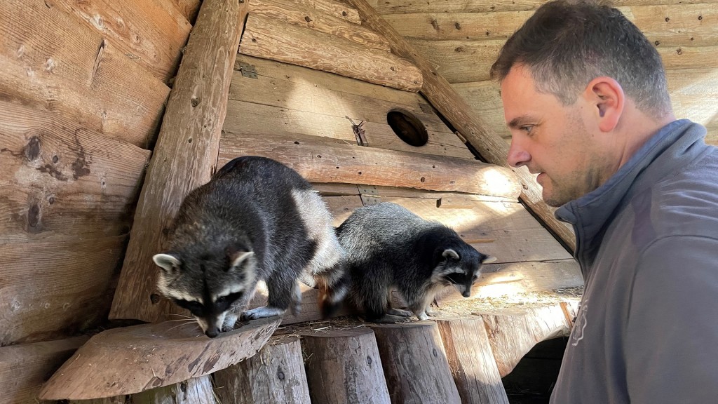 Waschbär mit Pfleger im Wildpark Weiskirchen