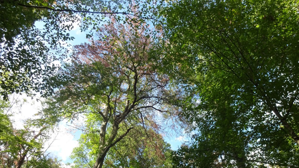 Schäden an Baumkronen im Wald, verursacht durch Trockenheit.