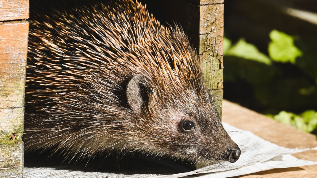 Ein Igel in einem Unterschlupf
