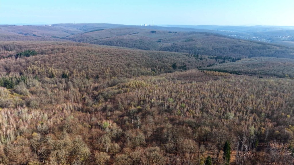 Blick über den Saarkohlewald