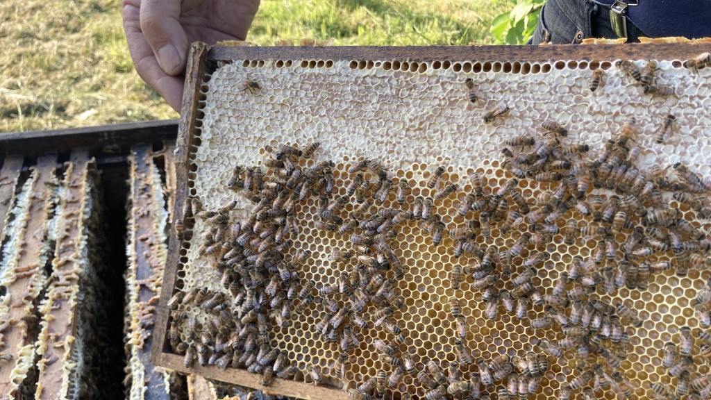 Honigbienen