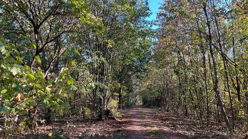 Neuer historischer Waldweg in Saarwellingen