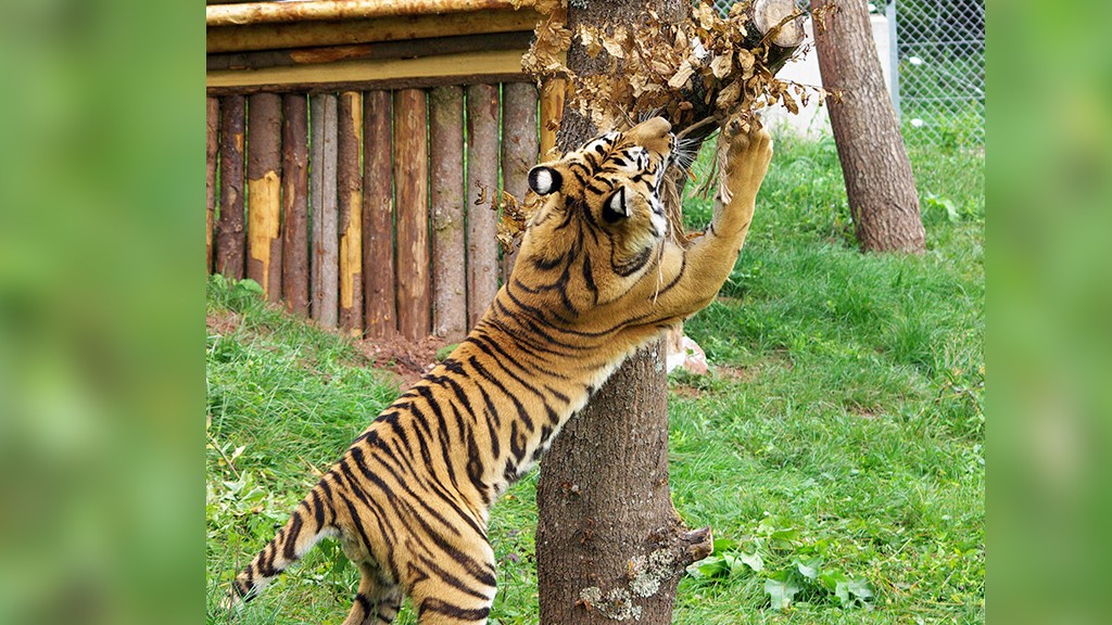 Tiger am Kratzbaum (Foto: Bogdan Baraghin)